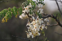 Moringa oleifera